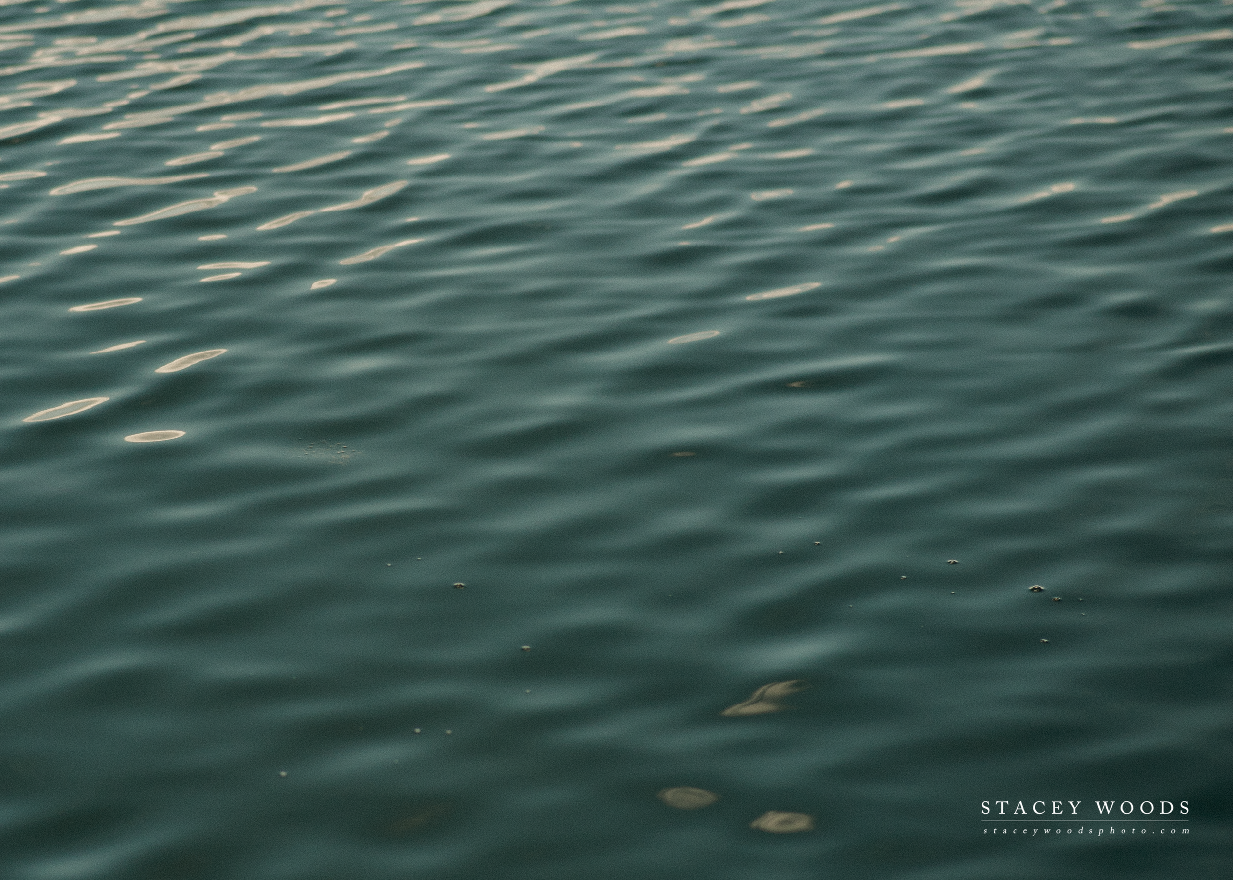 Stacey Woods Photographer.jpg