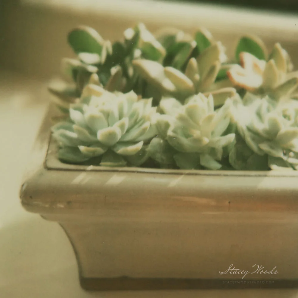 succulents_web.jpg