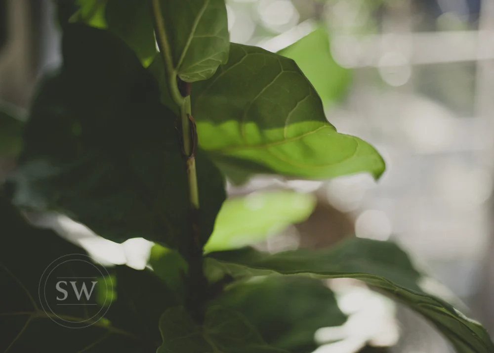 Stacey Woods Photography: lifestyle details
