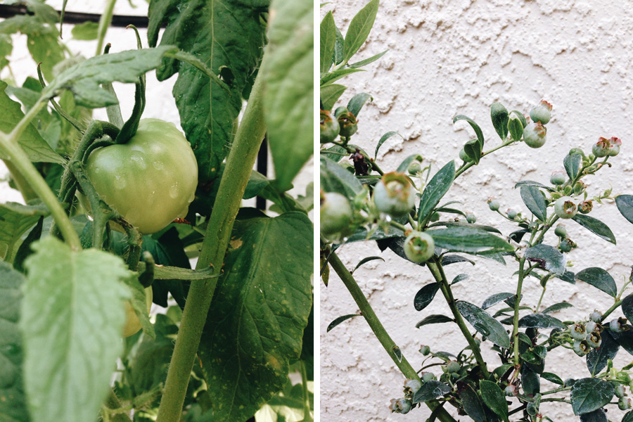 tomatoes and blueberries