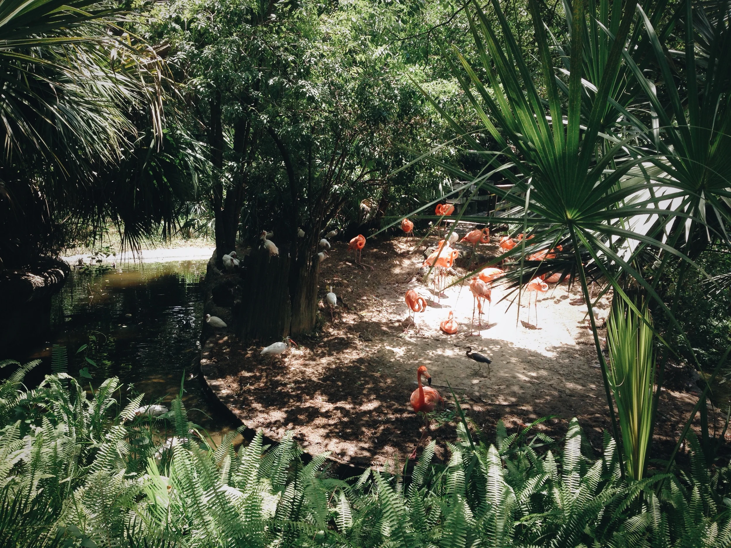 Lowry Park Zoo flamingos, by Stacey Woods