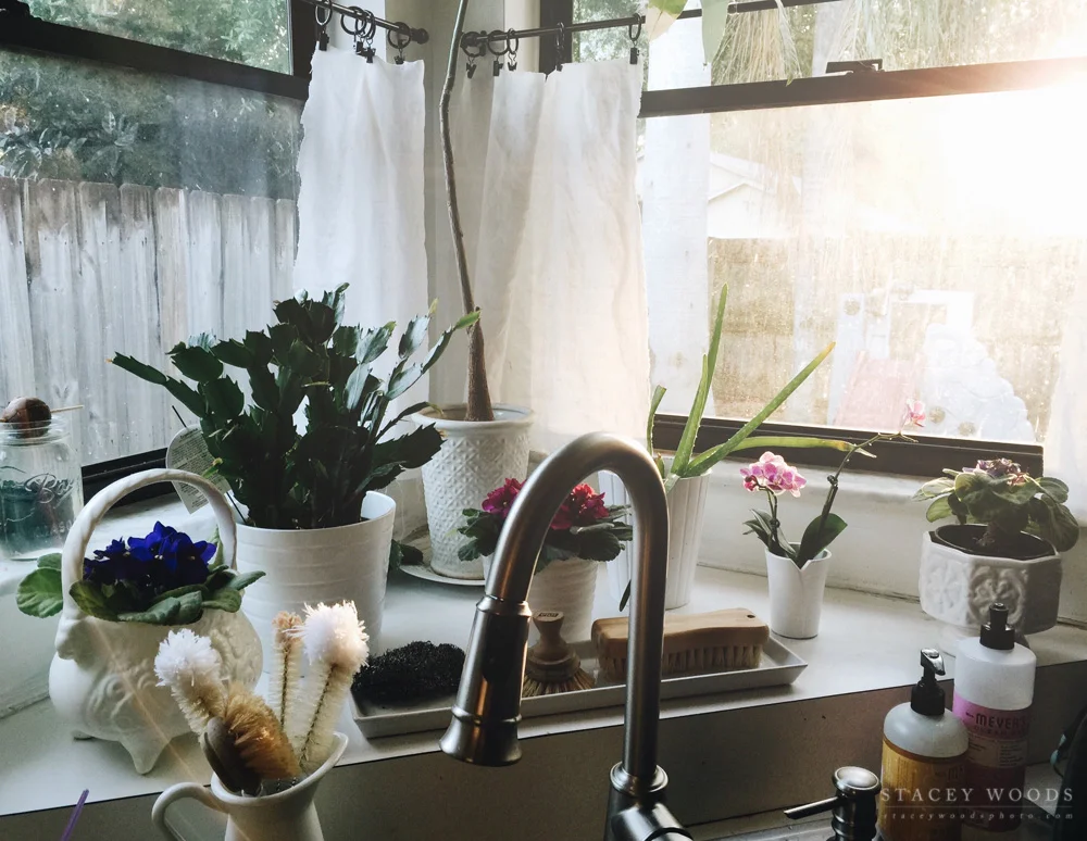 African Violets in the window