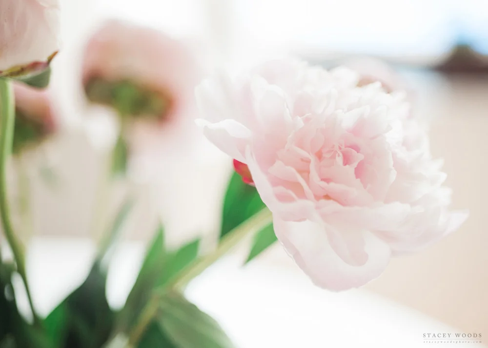 Peony_StaceyWoods