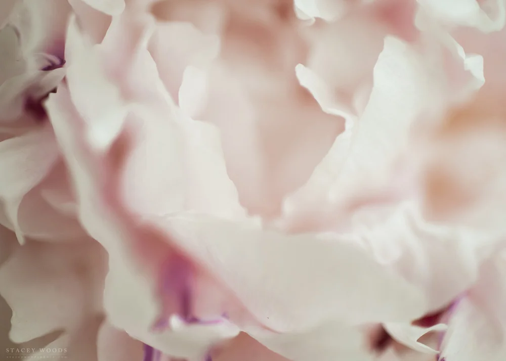 Peonies_StaceyWoods