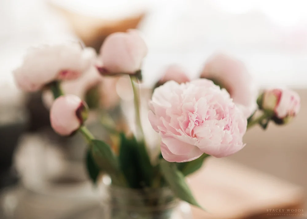 Stacey Woods _ Peony Project