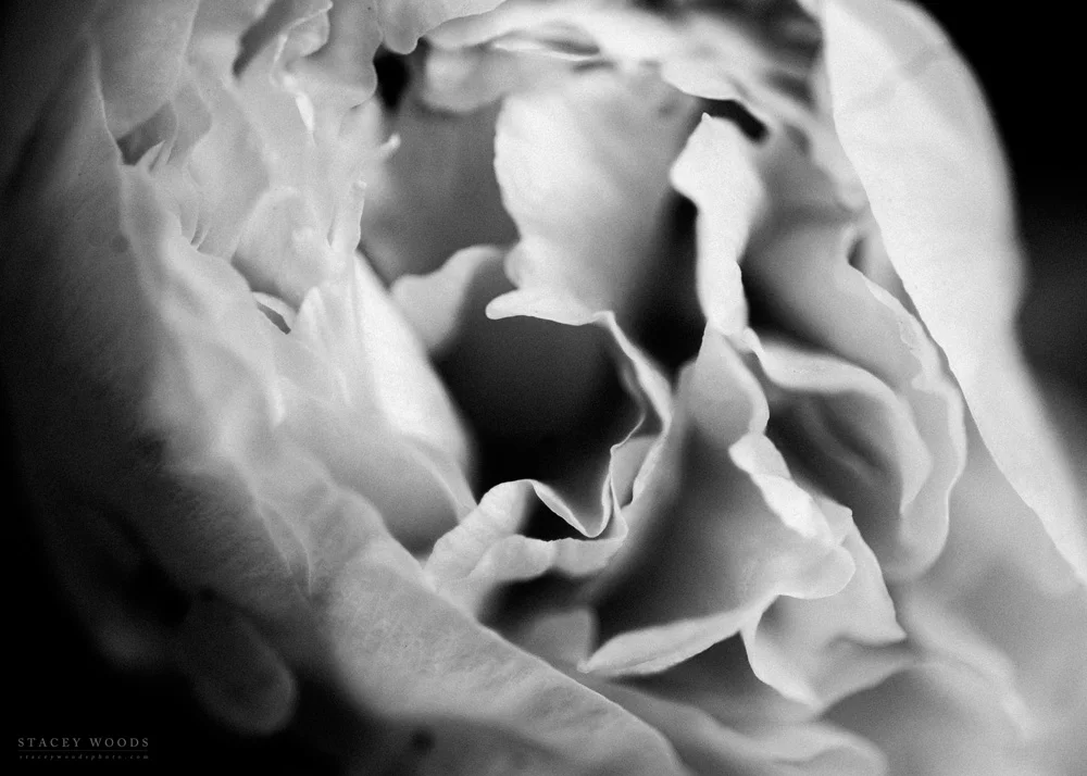 Stacey Woods peony project