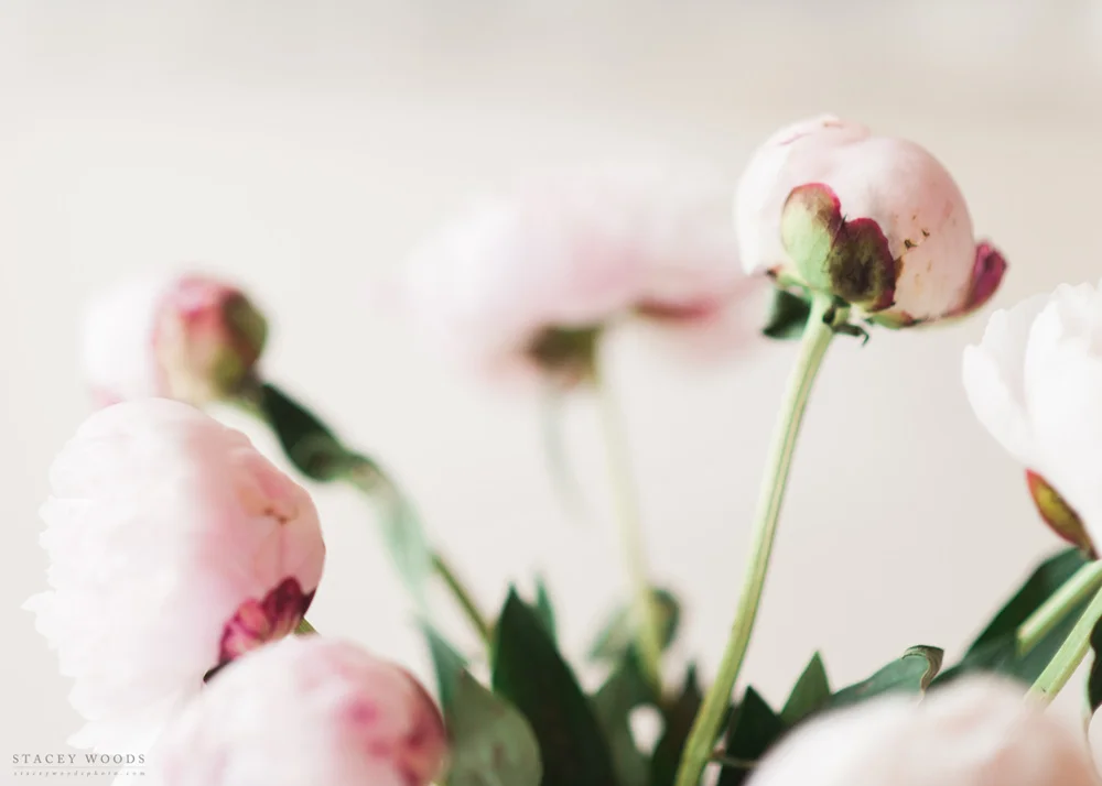 Stacey Woods Photo peony project