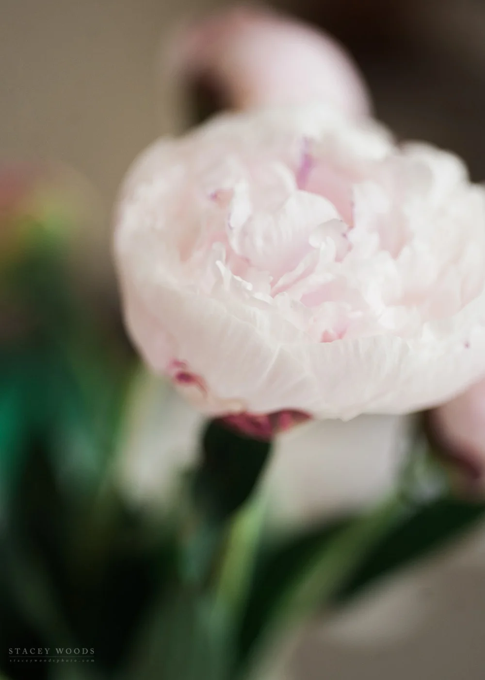 Peony Project by Stacey Woods