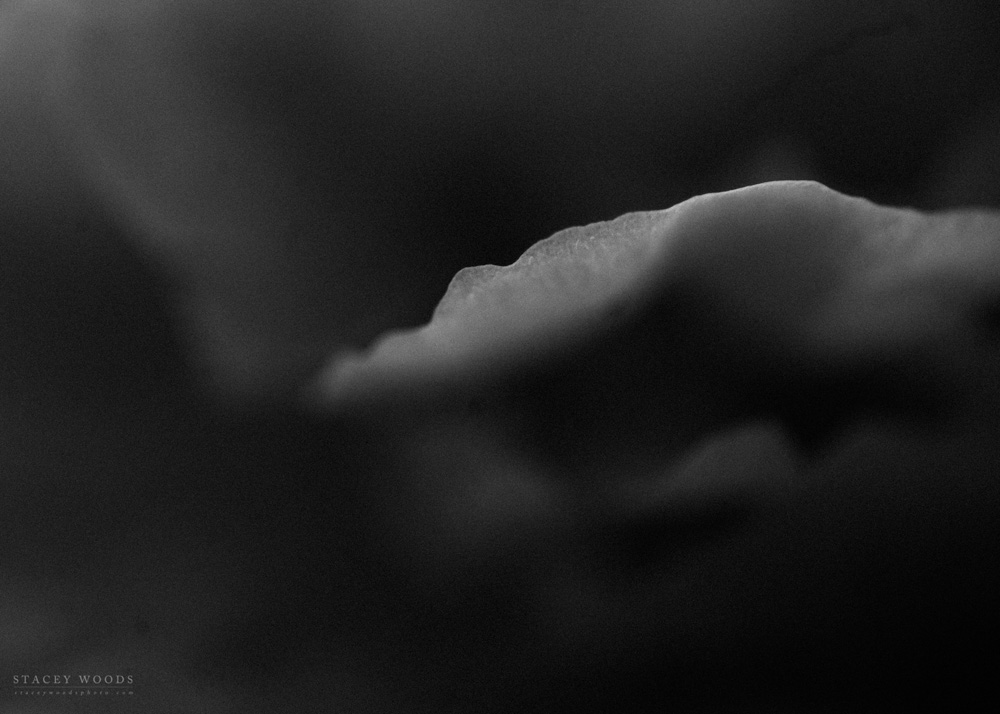 Peony Petals in Black and White by Stacey Woods