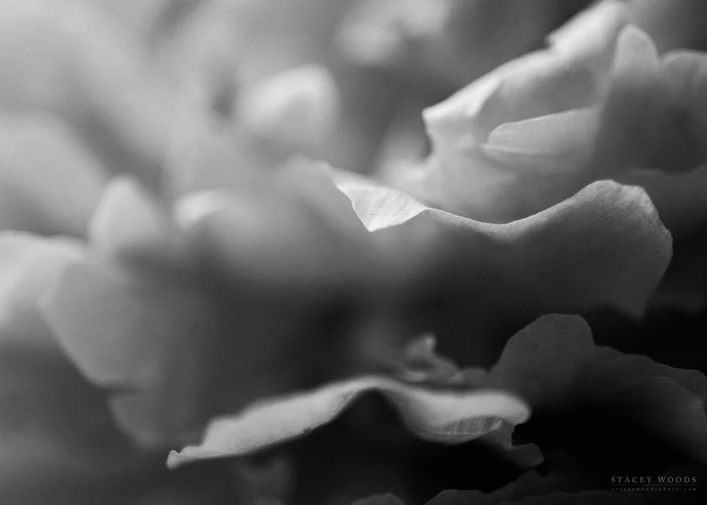 Peonies by Stacey Woods