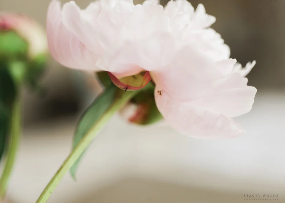 Stacey Woods Peony Project