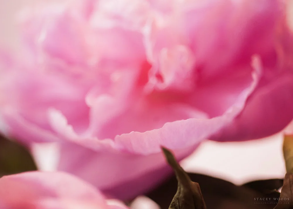 Pink Peony by Stacey Woods, Photographer