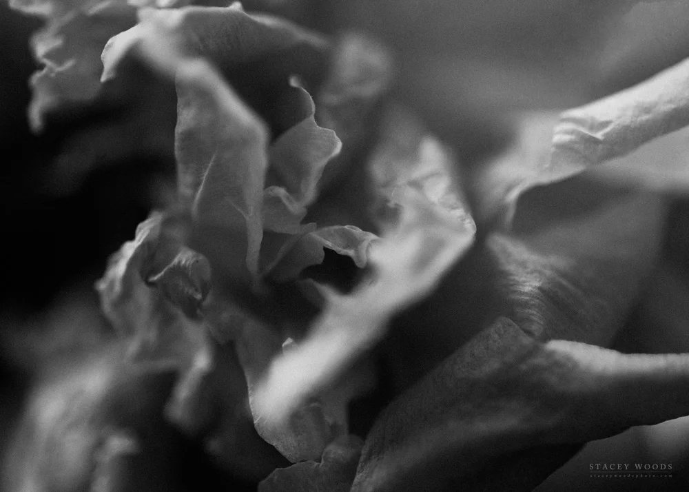 Peonies, a photo project by Stacey Woods