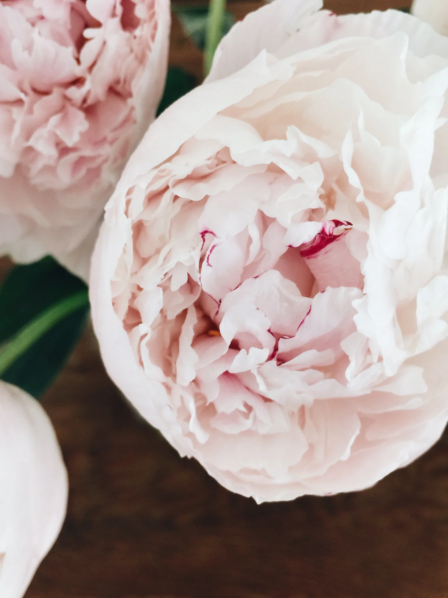 Stacey Woods, Peonies on iPhone