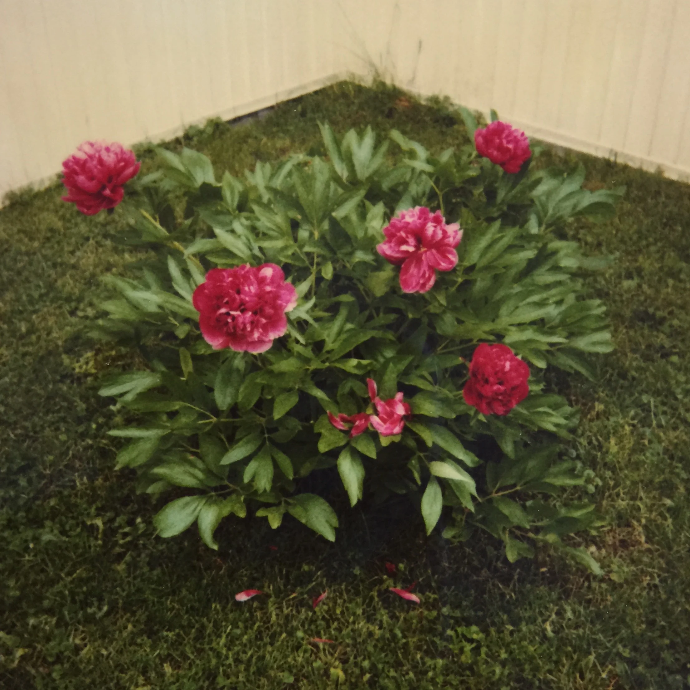 Momaw's Peony, by Stacey Woods