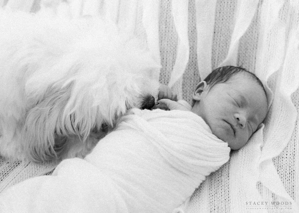 Newborn and Puppy, Stacey Woods Lifestyle Photographer