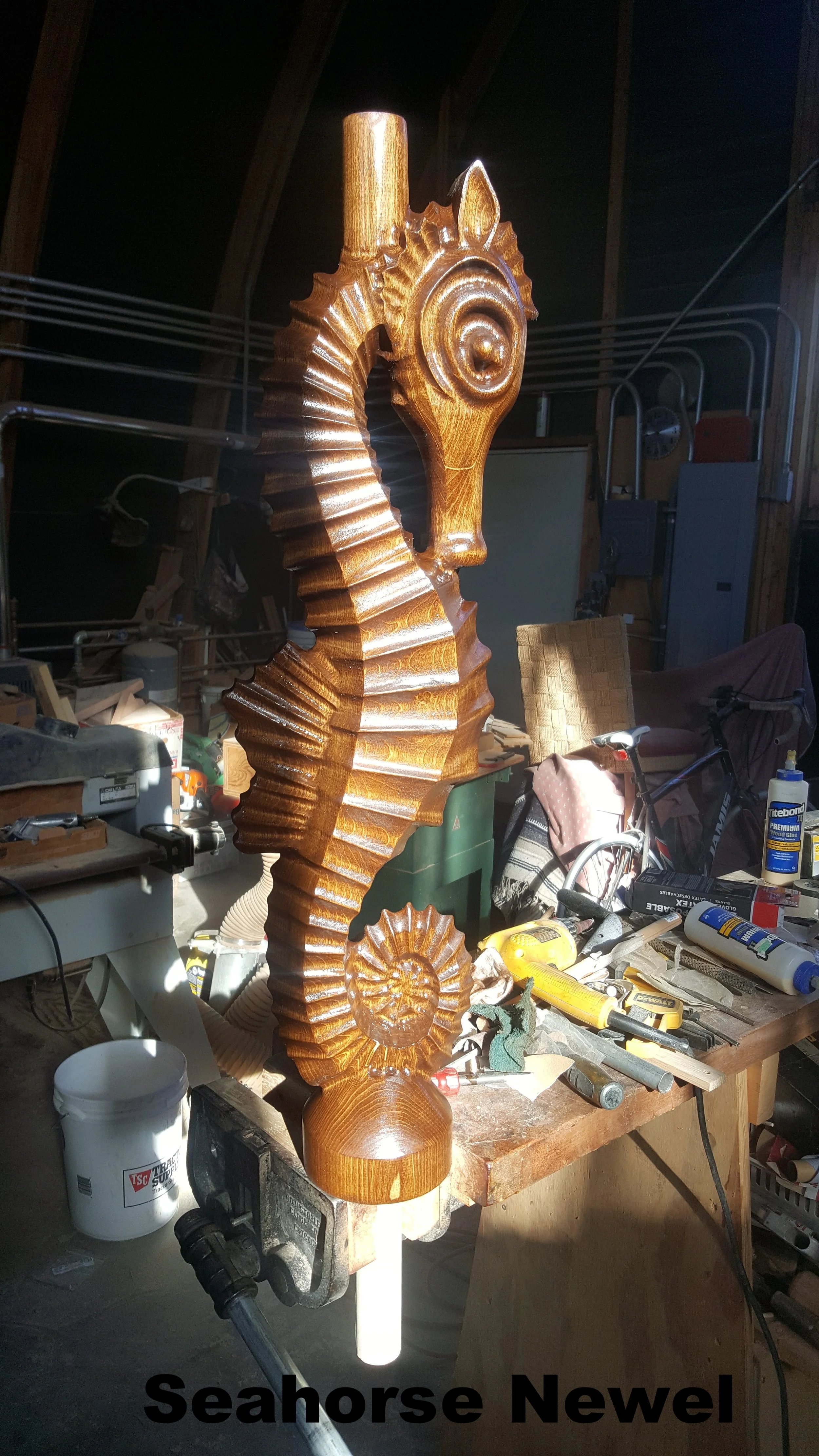 Seahorse 11.jpg