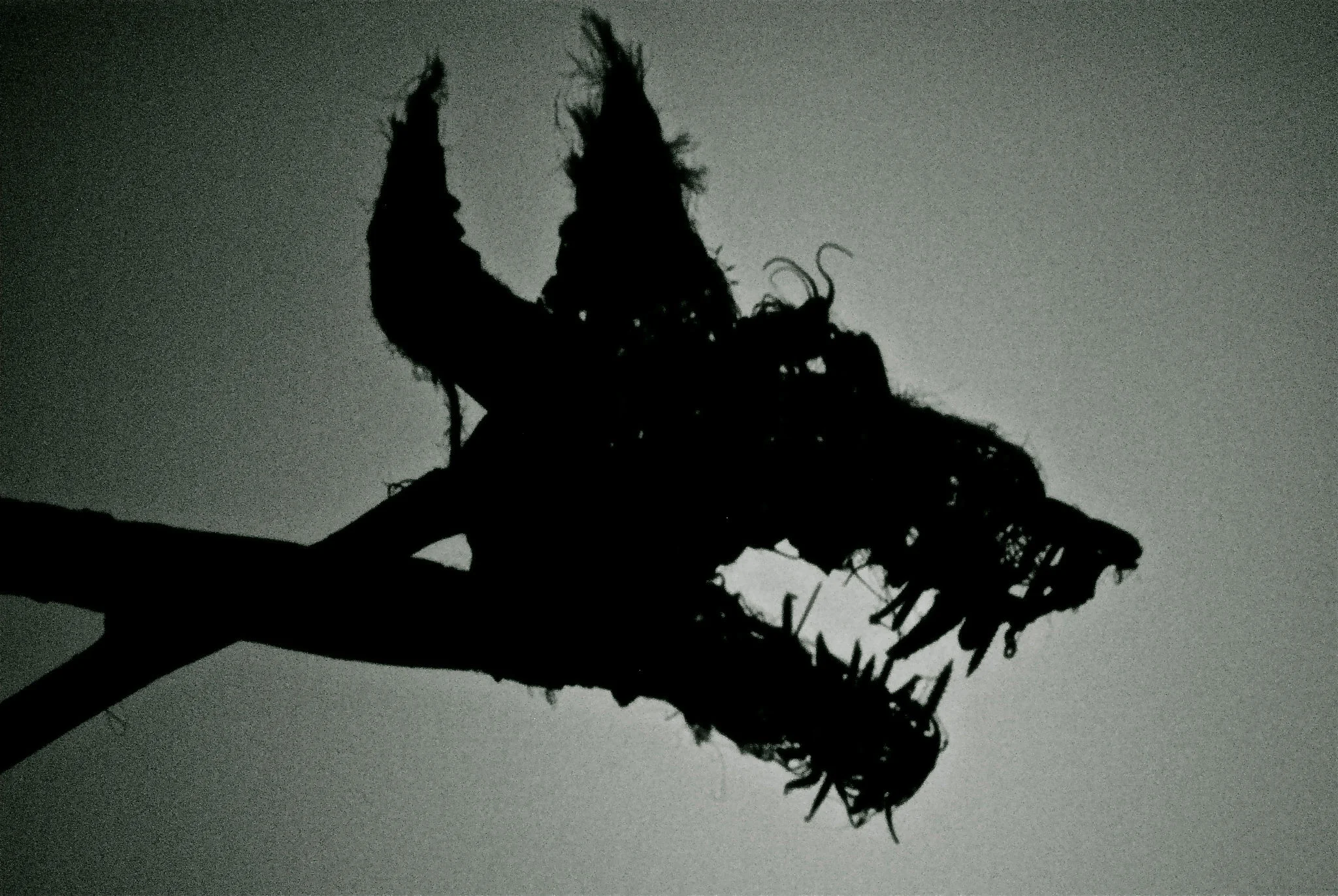 Shadow puppetry by Jemima Robinson