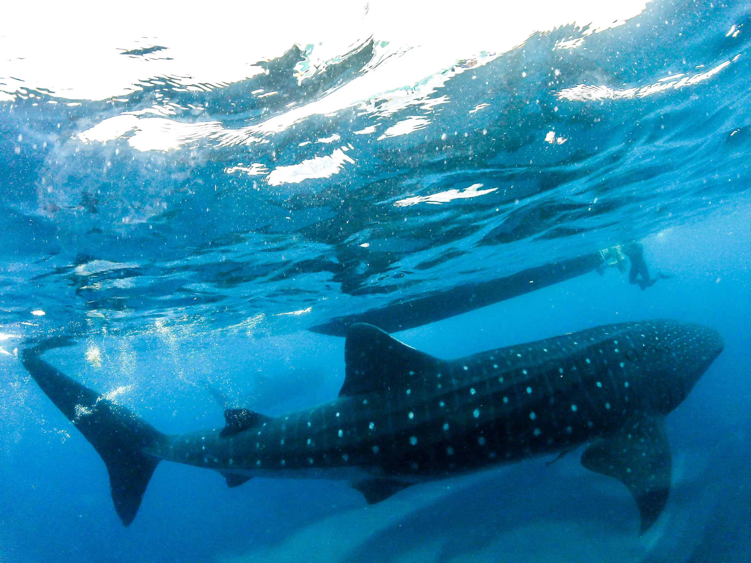 whale.shark6.jpg