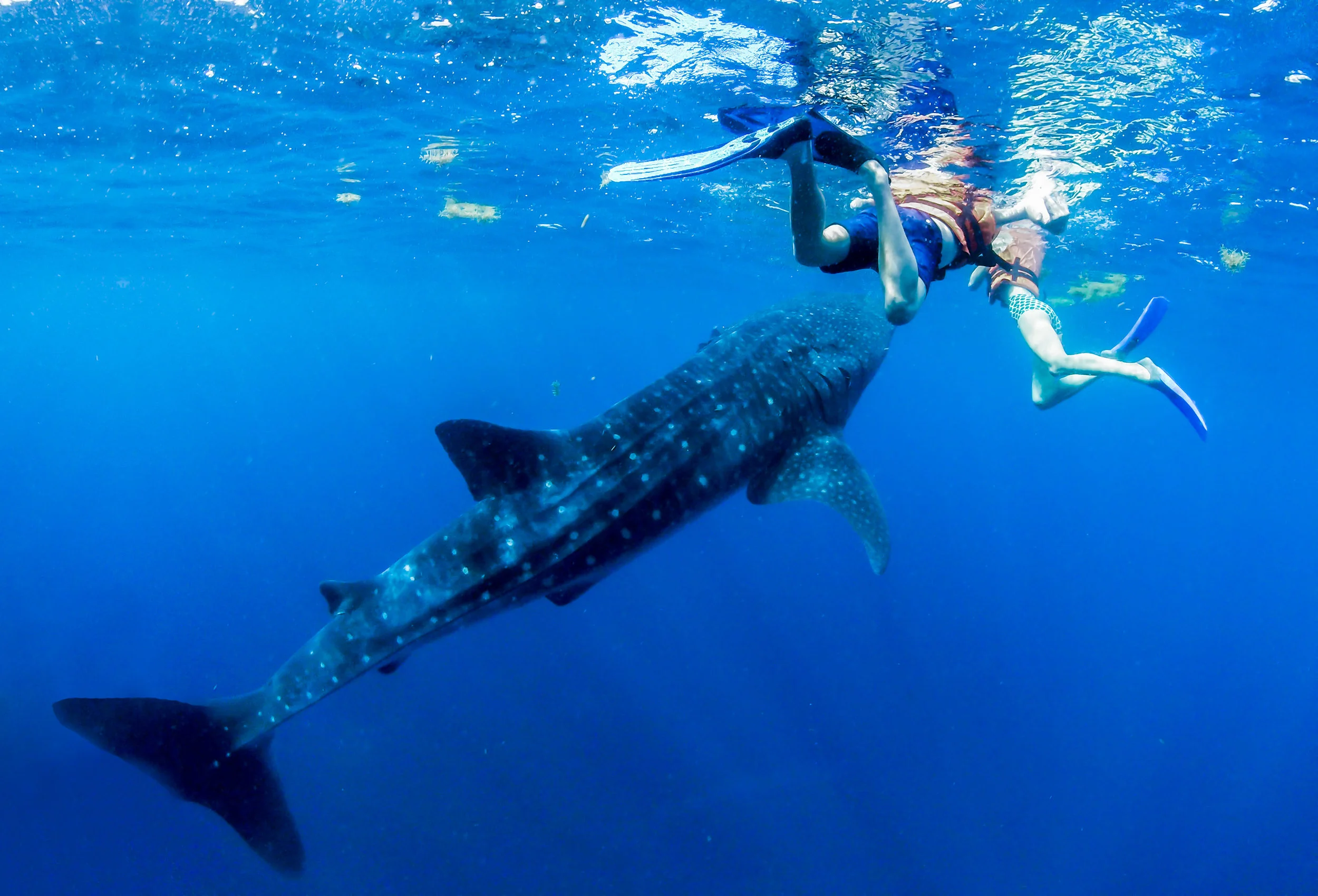 We had several chances to get close to the whale sharks.