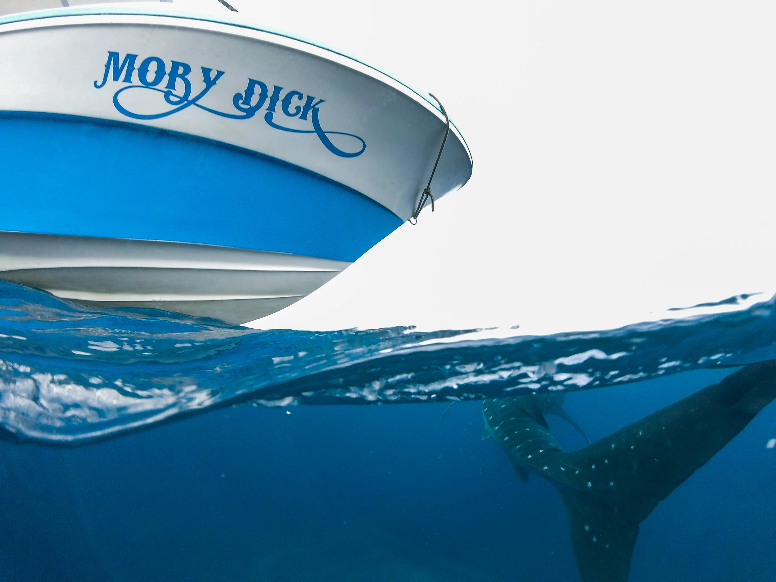 Our boat was appropriately named, "Moby Dick."