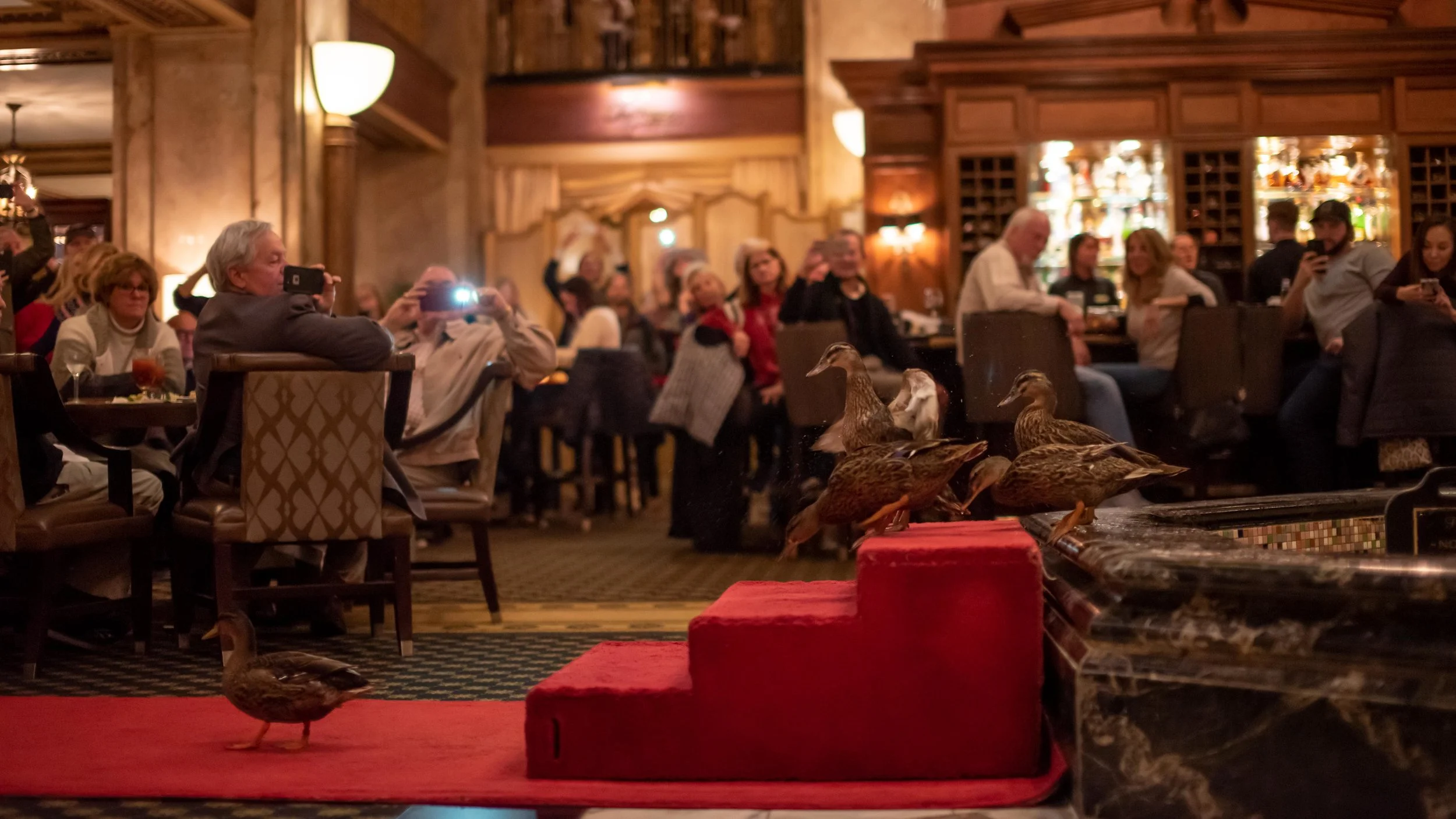 The famous Peabody Ducks.