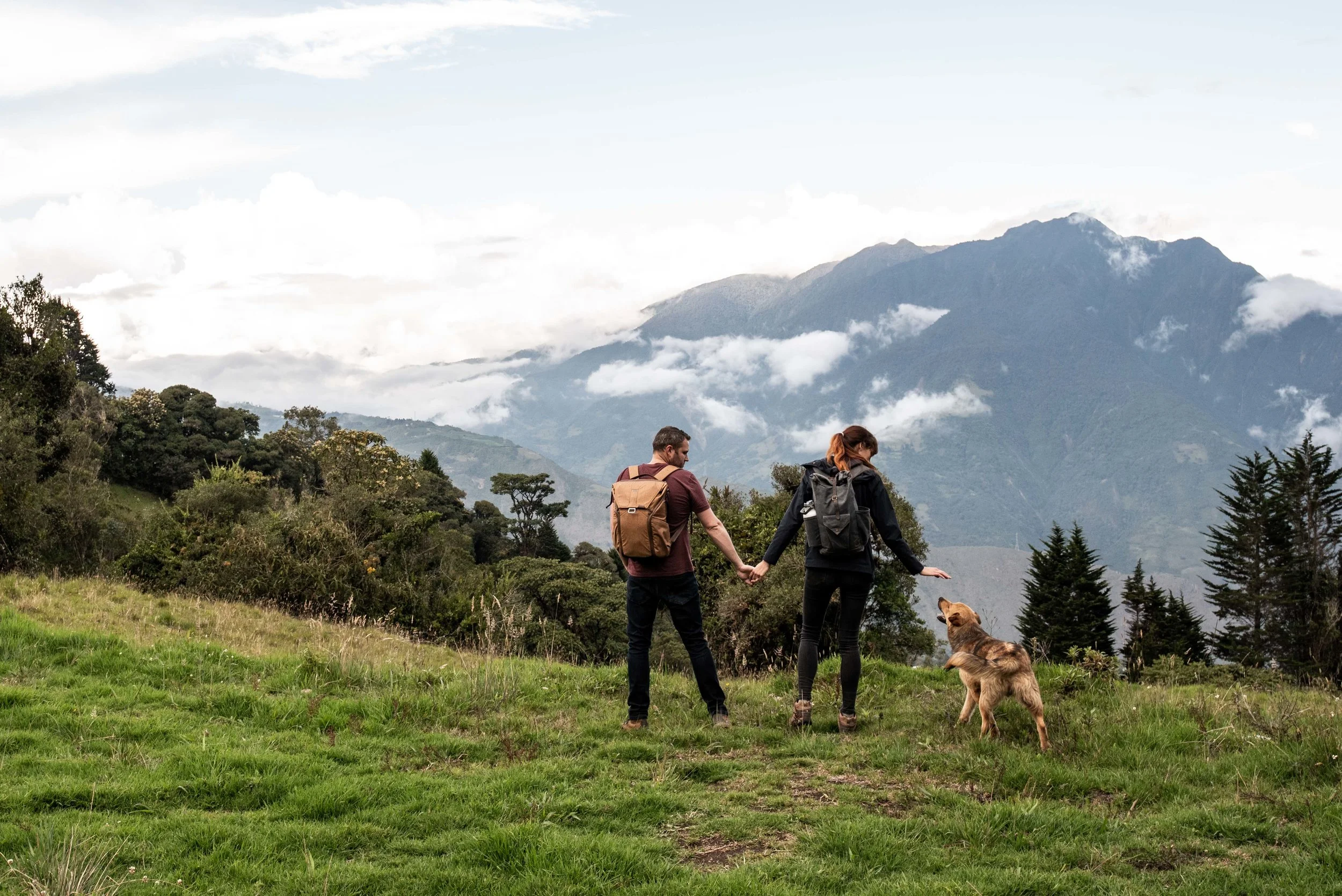So many stray dogs in Ecuador.