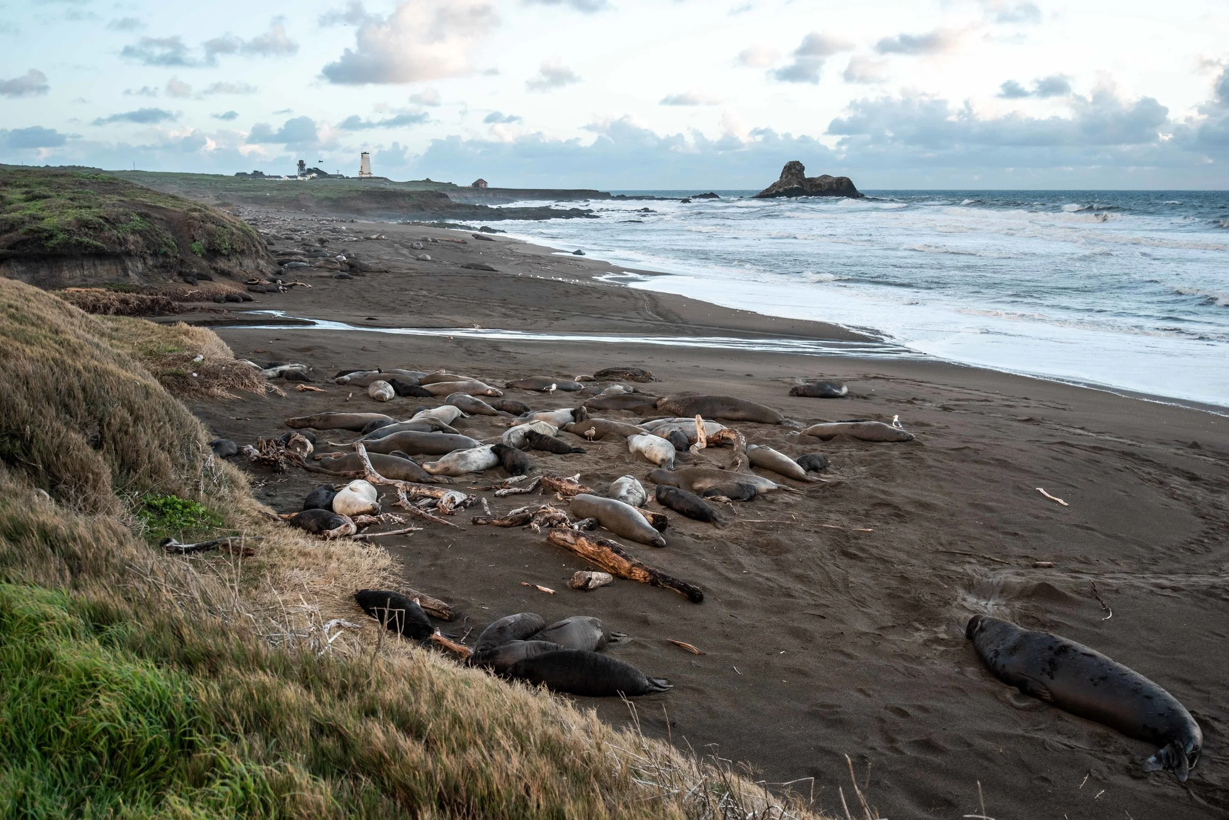 The elephant seals. And off in the distance, another closed lighthouse.