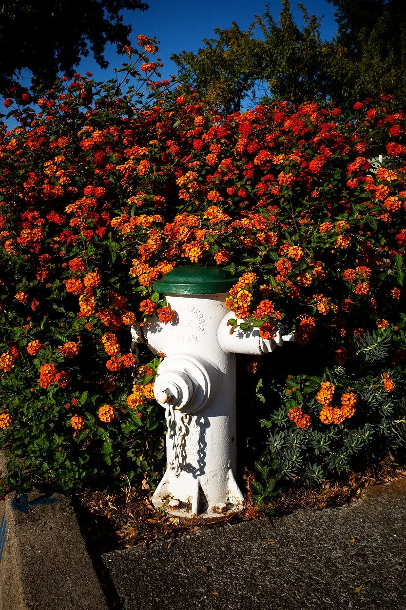 Floral_Hydrant.jpg