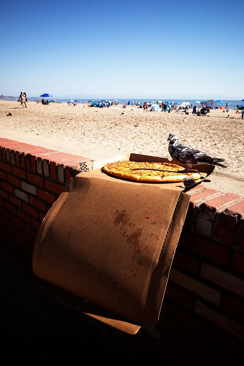 Pizza_Pidgeon.jpg