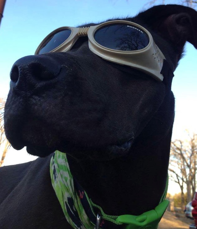 Dog with Goggles.jpg