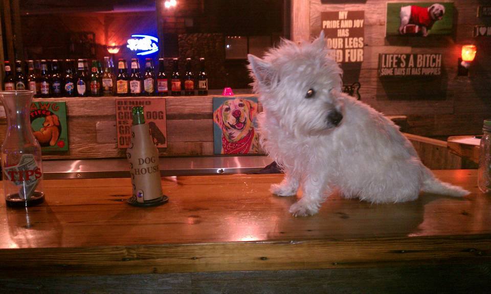 Gracie on bar.jpg