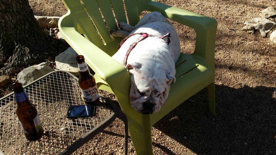 bulldog in chair.jpg