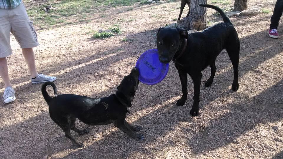 dogs & frisbees.jpg