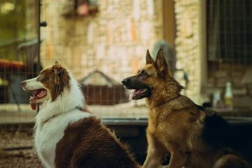 Berlin & Kona.jpg