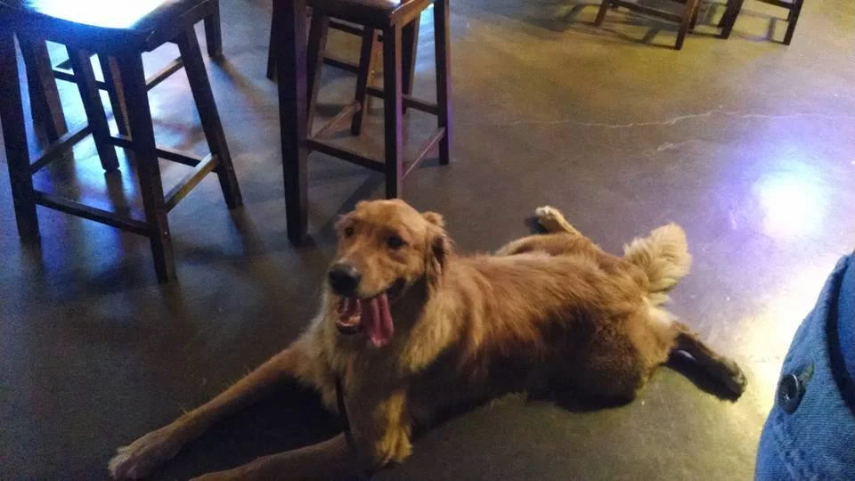 Oakley tuckered out after an evening of play!