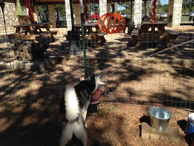 Dog House Drinkery Dog Park