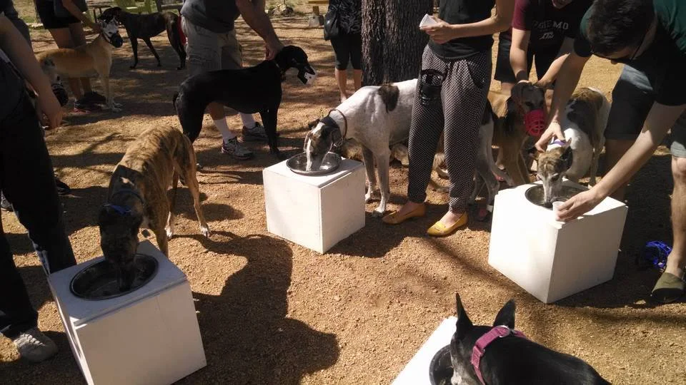 Greyhound meet up group bobbing for treats
