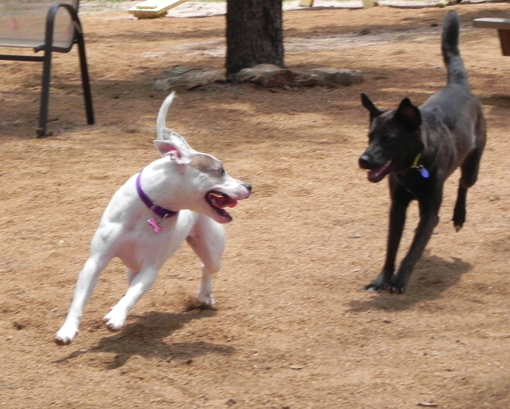 Park dogs.jpg