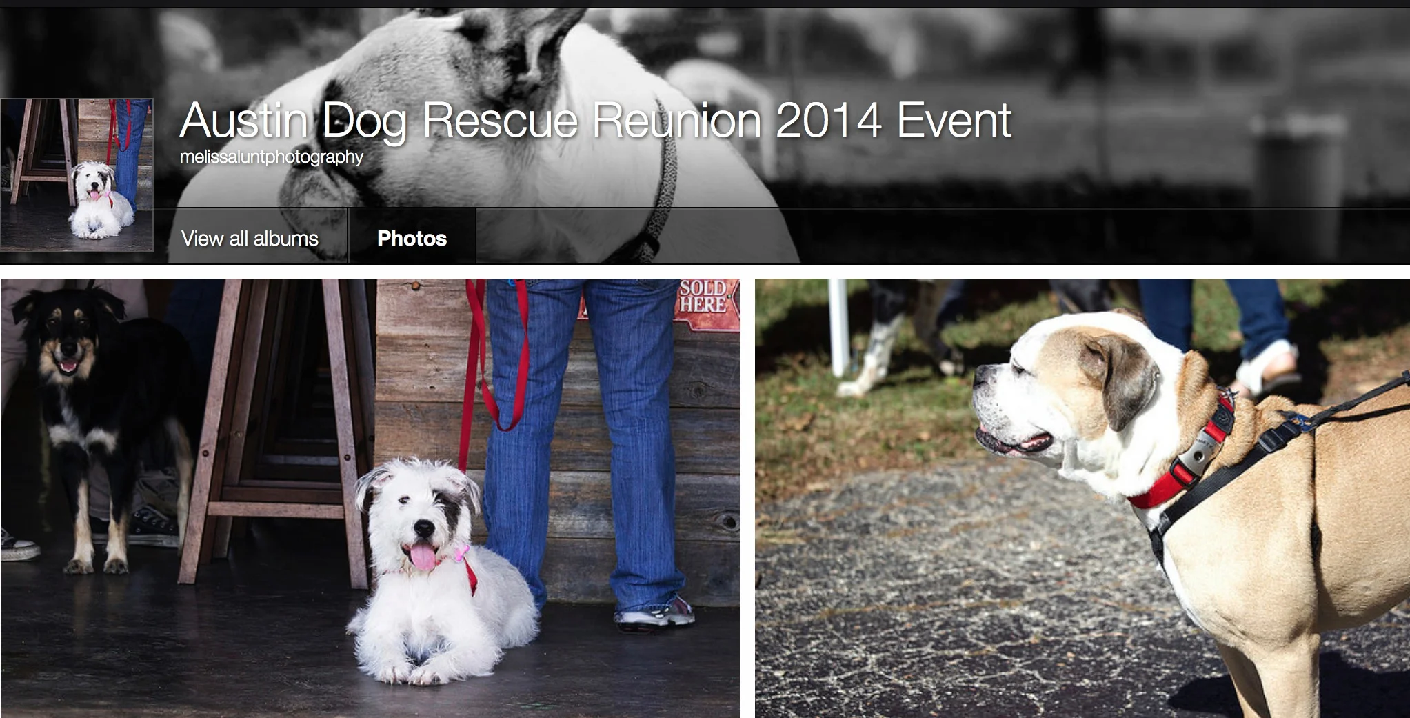 Special day for the Dog House....Austin Dog Rescue Reunion. See pictures from the event: https://www.flickr.com/photos/128344095@N02/sets/72157646881356993/
