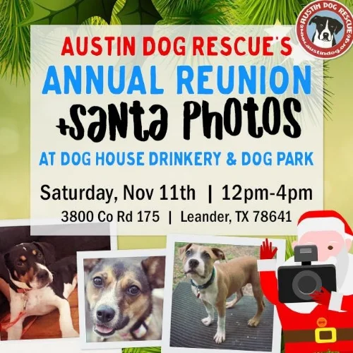 Austin Dog Nov 11 2017 .jpg