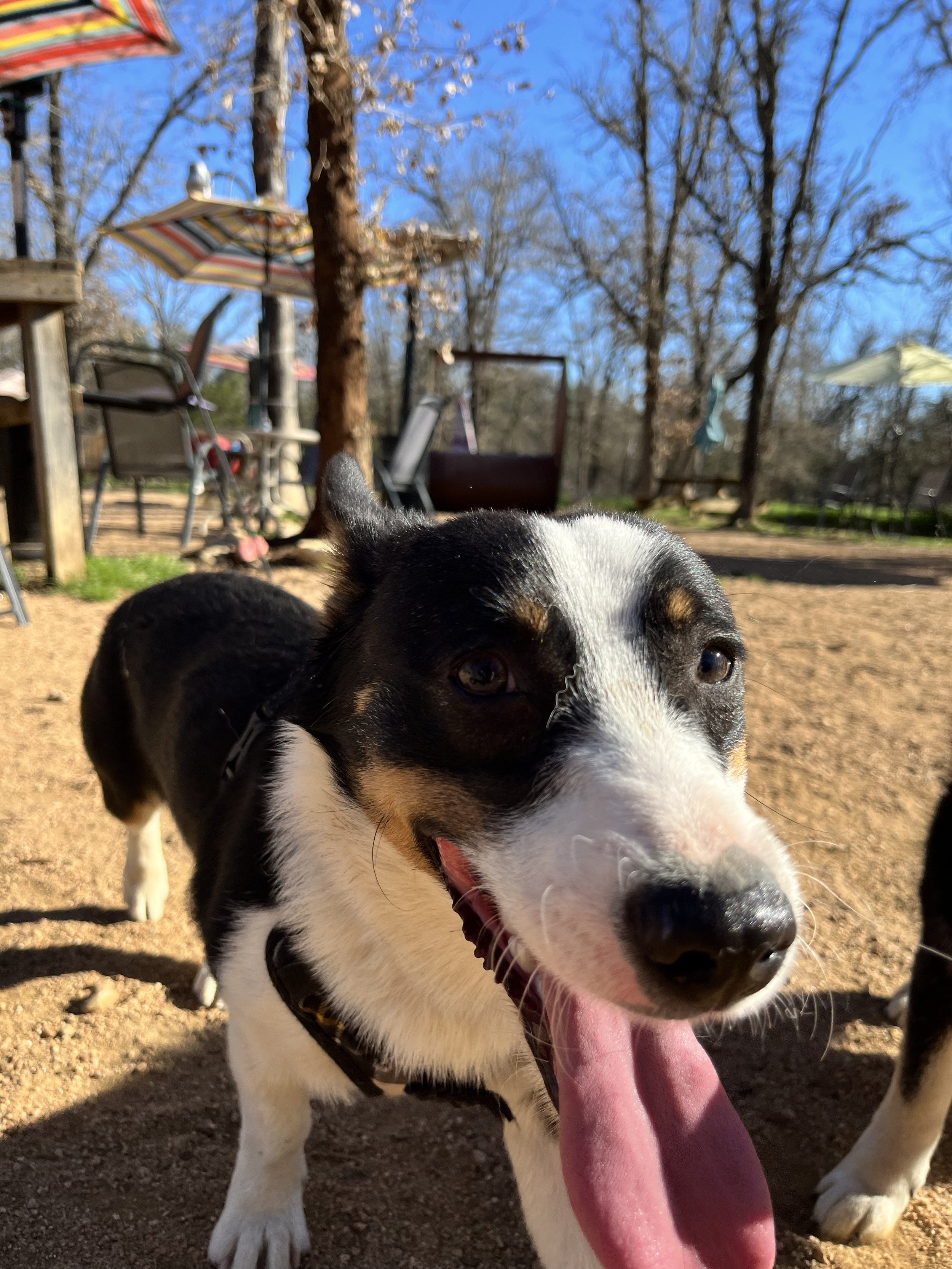 Inside the park corgie