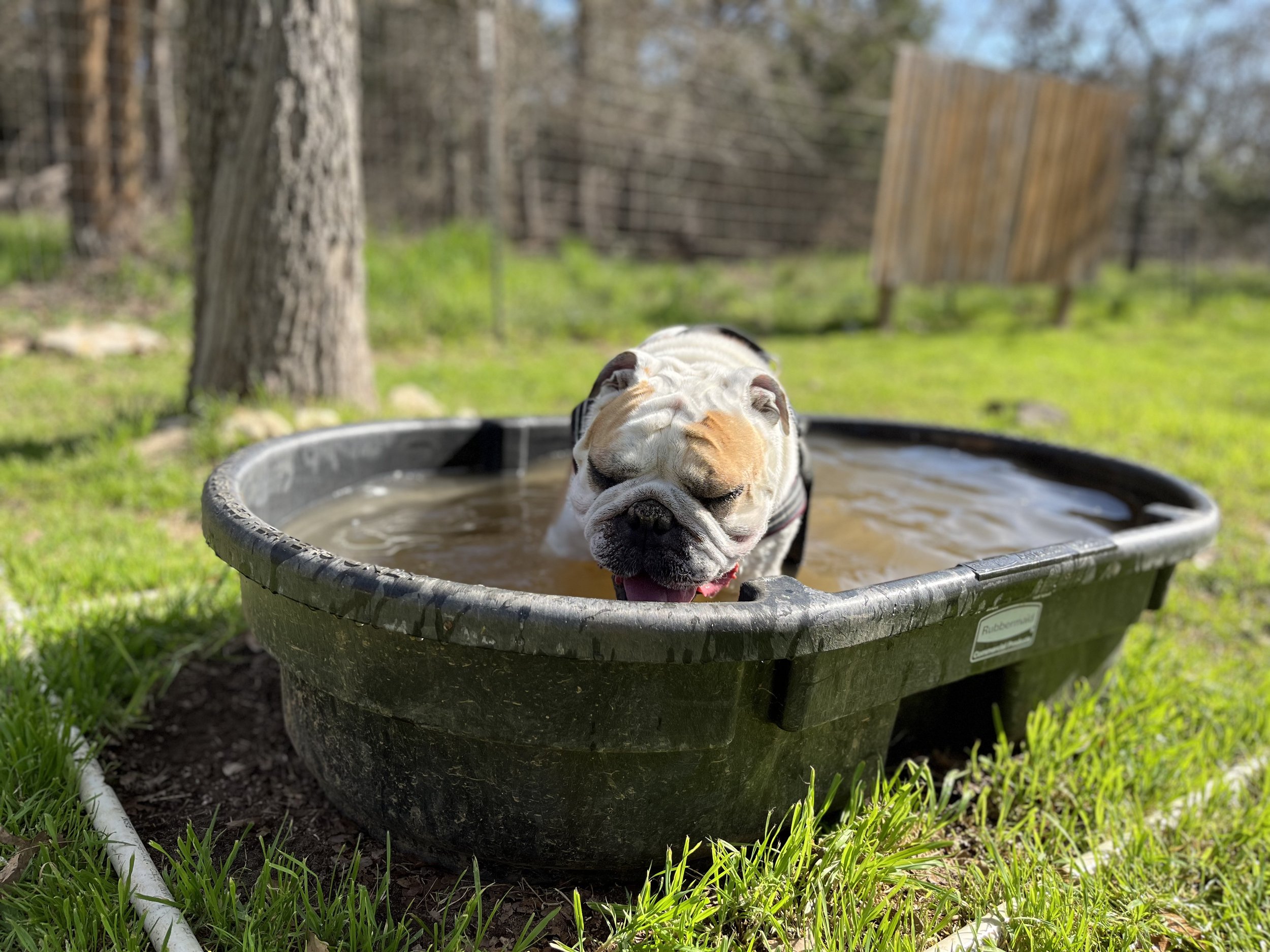 bulldog bath tub pool
