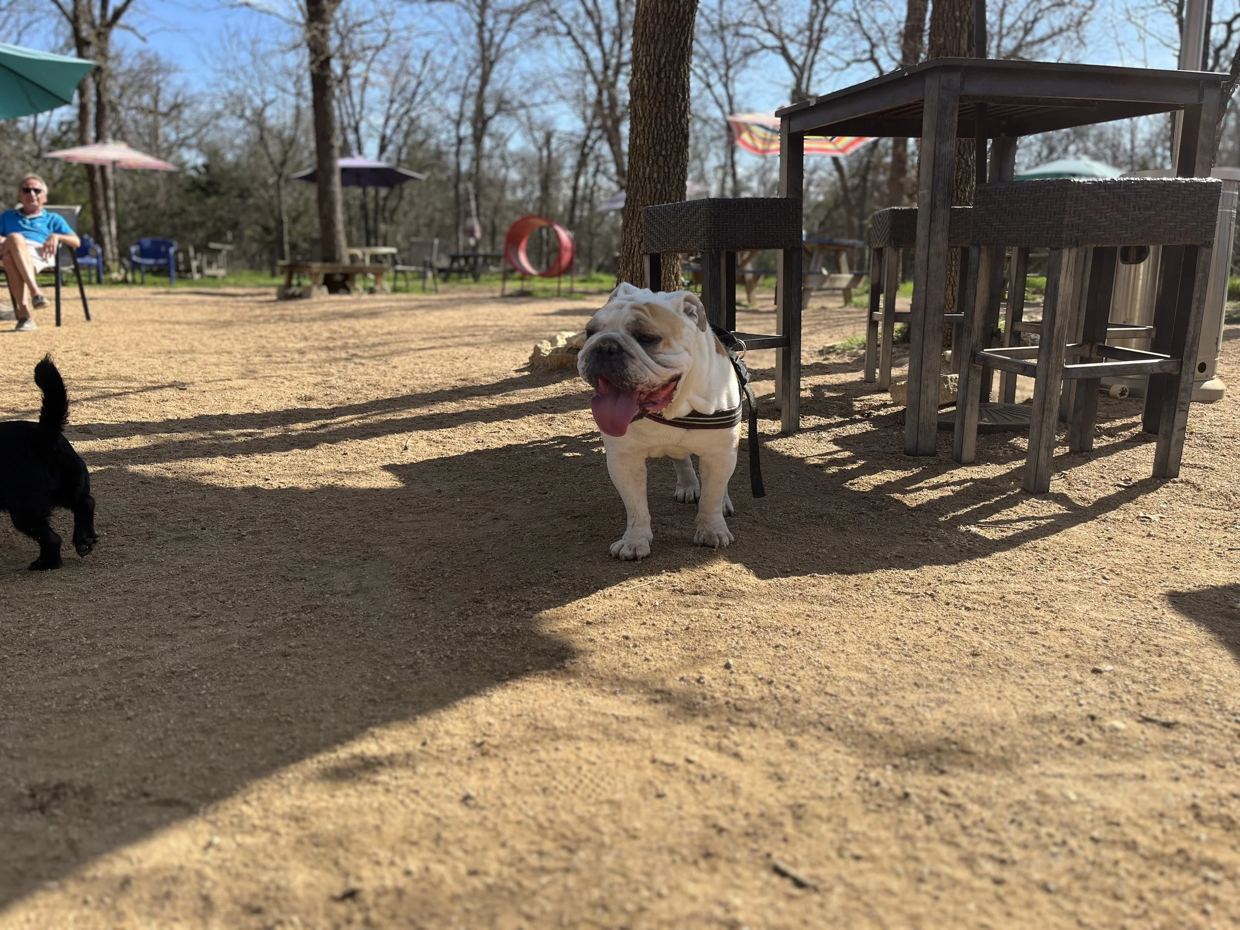 G BULLDOG PIC IMG_4102.jpg