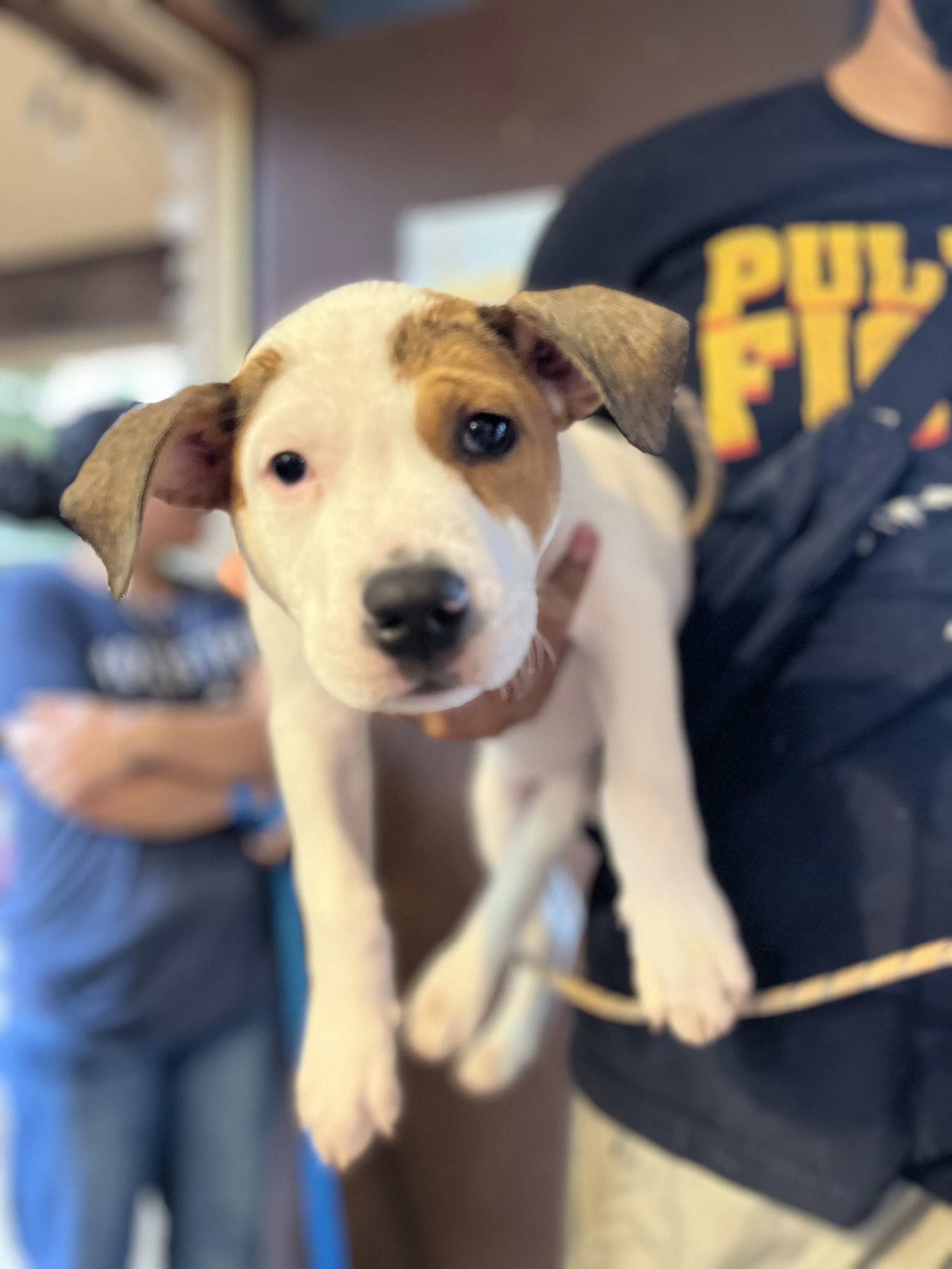 Puppy play 6.25-2.jpg