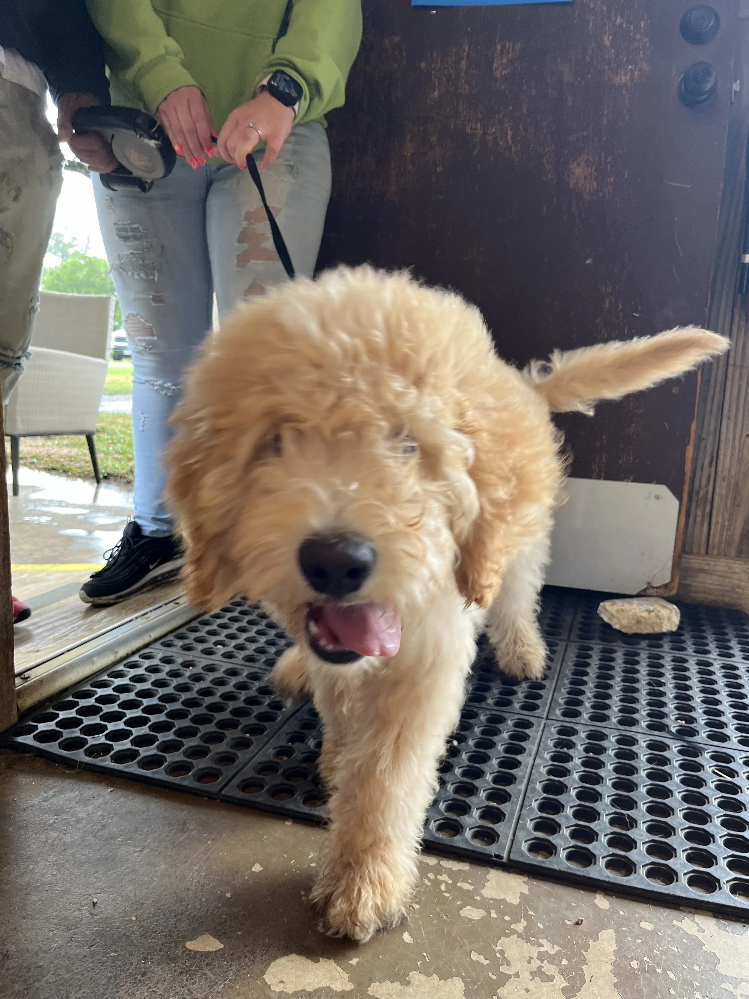 Puppy play 6.25-3.jpg