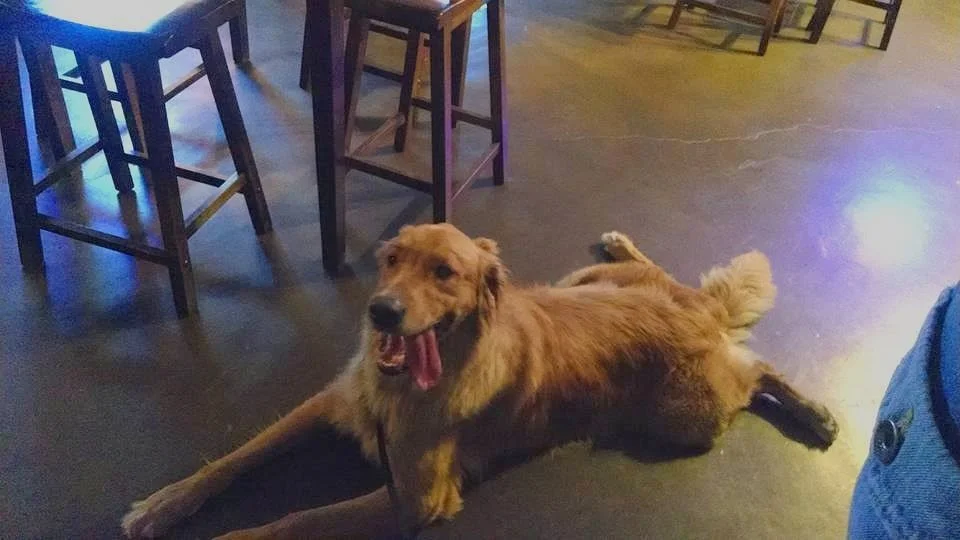 Bar Menu — Dog House Drinkery Dog Park