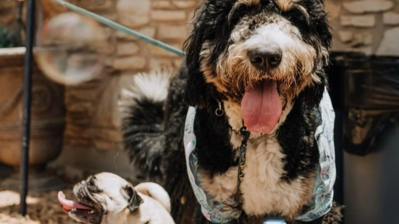 Dog House Park Home — Dog House Drinkery Dog Park