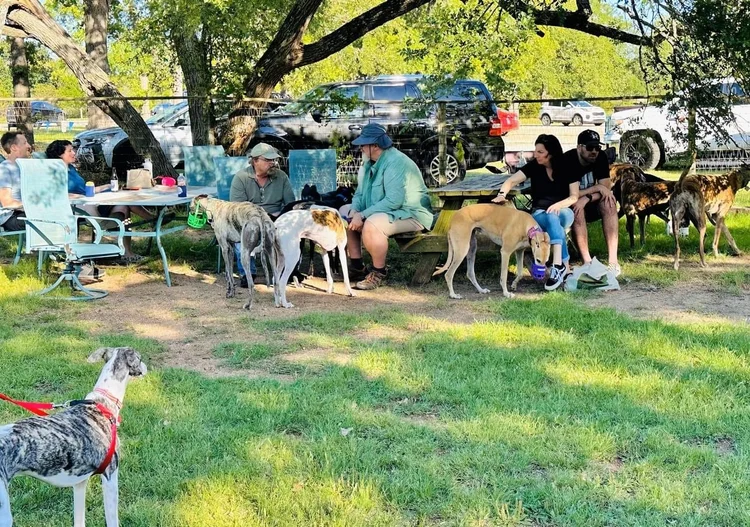 Book The Park — Dog House Drinkery Dog Park