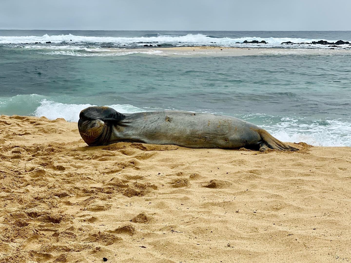 Me...as a seal. #spiritanimal #hawaiianmonkseal #beach #kauai #hawaii #rooster #lizard #poipu #vacation